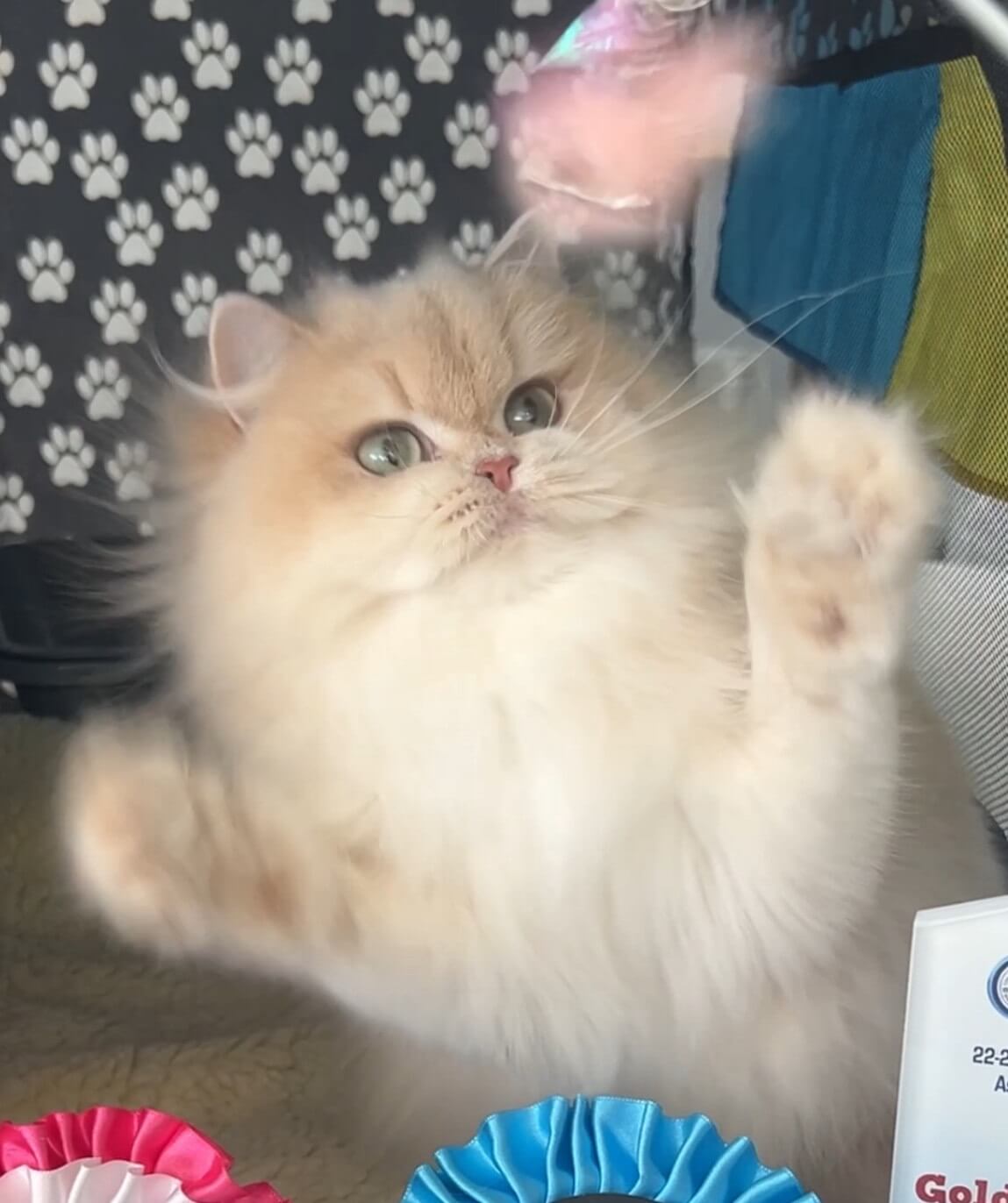 Katty main