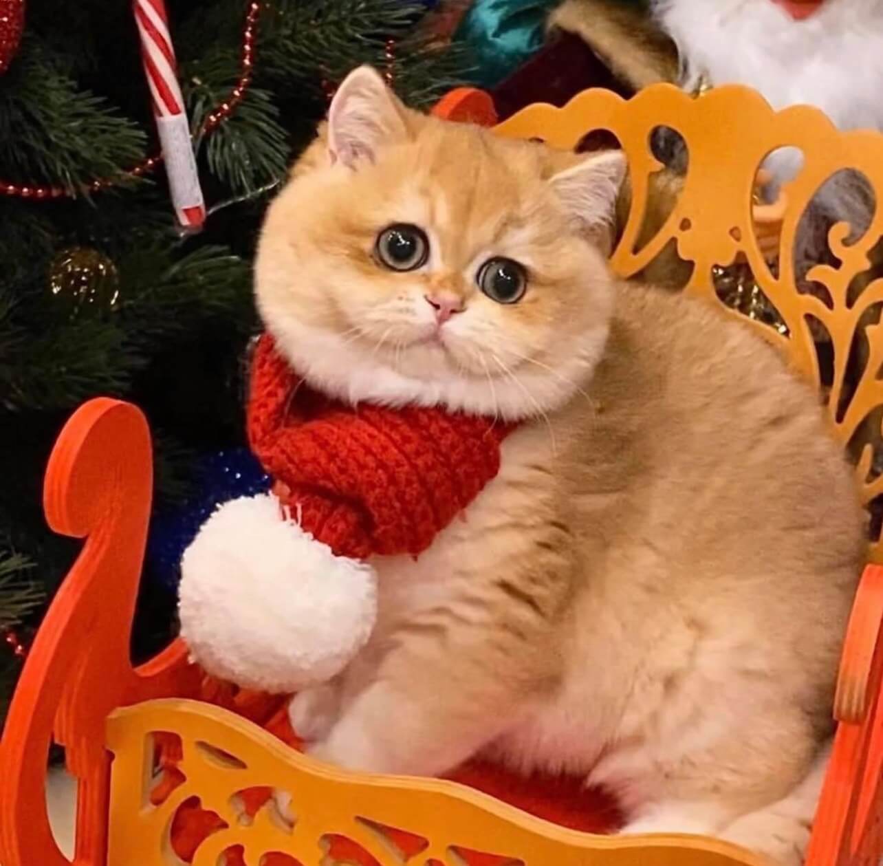 Golden shaded British Shorthair kitten