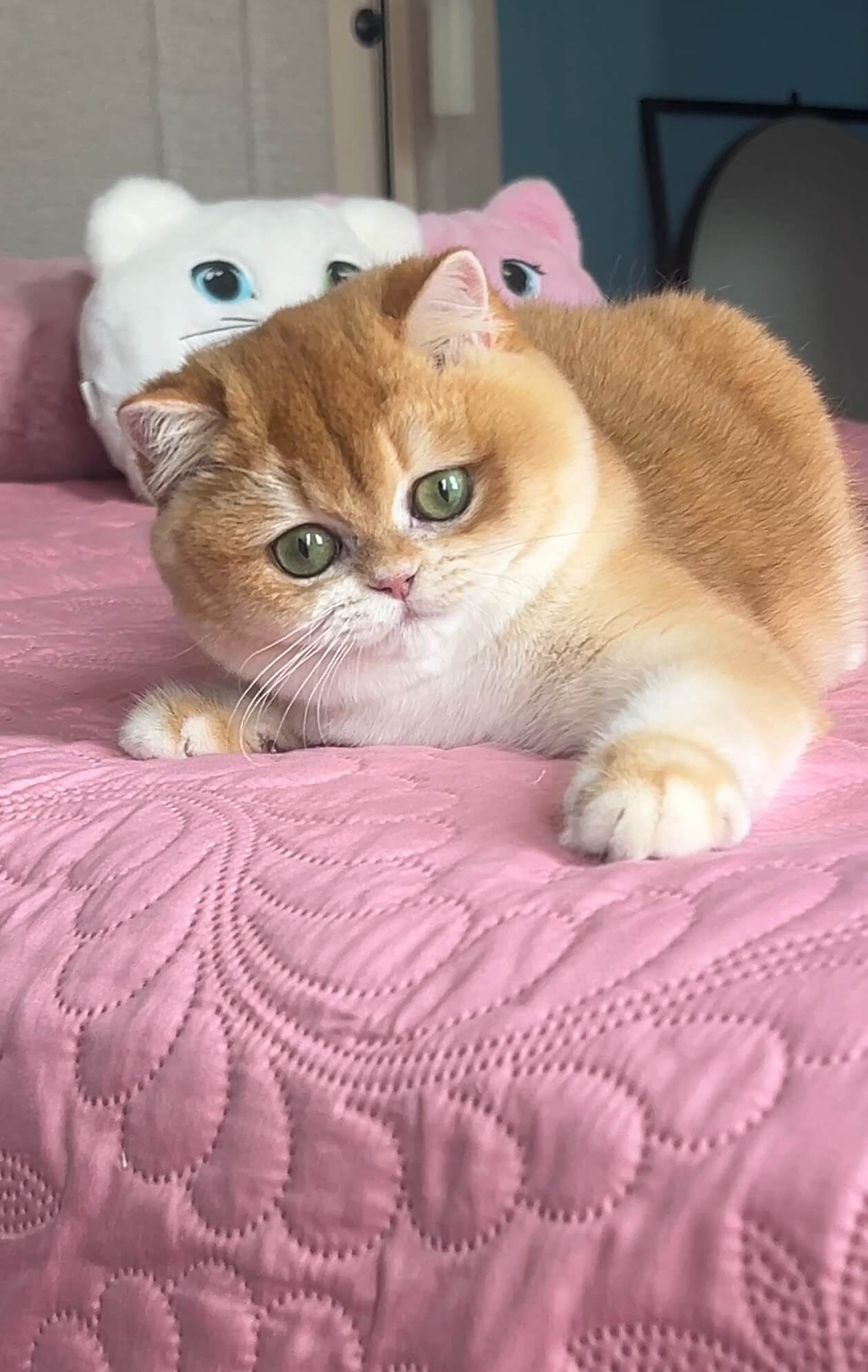 British Shorthair golden chinchilla ny11 kitten in Boston — rare pedigree Fontenoy Cattery USA