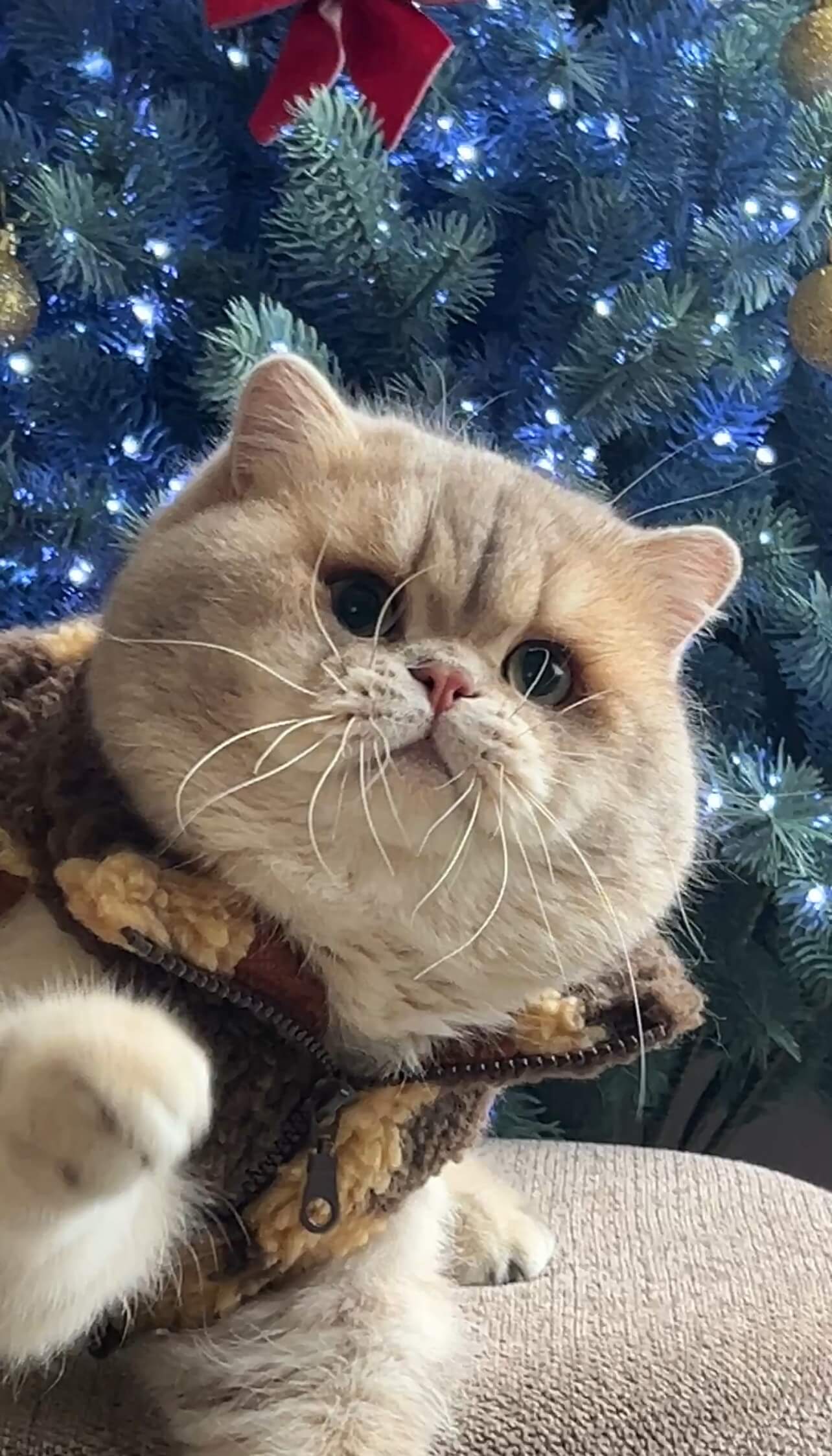 Lilac golden shell cy12 British Shorthair kitten in Houston — available kittens with rare color