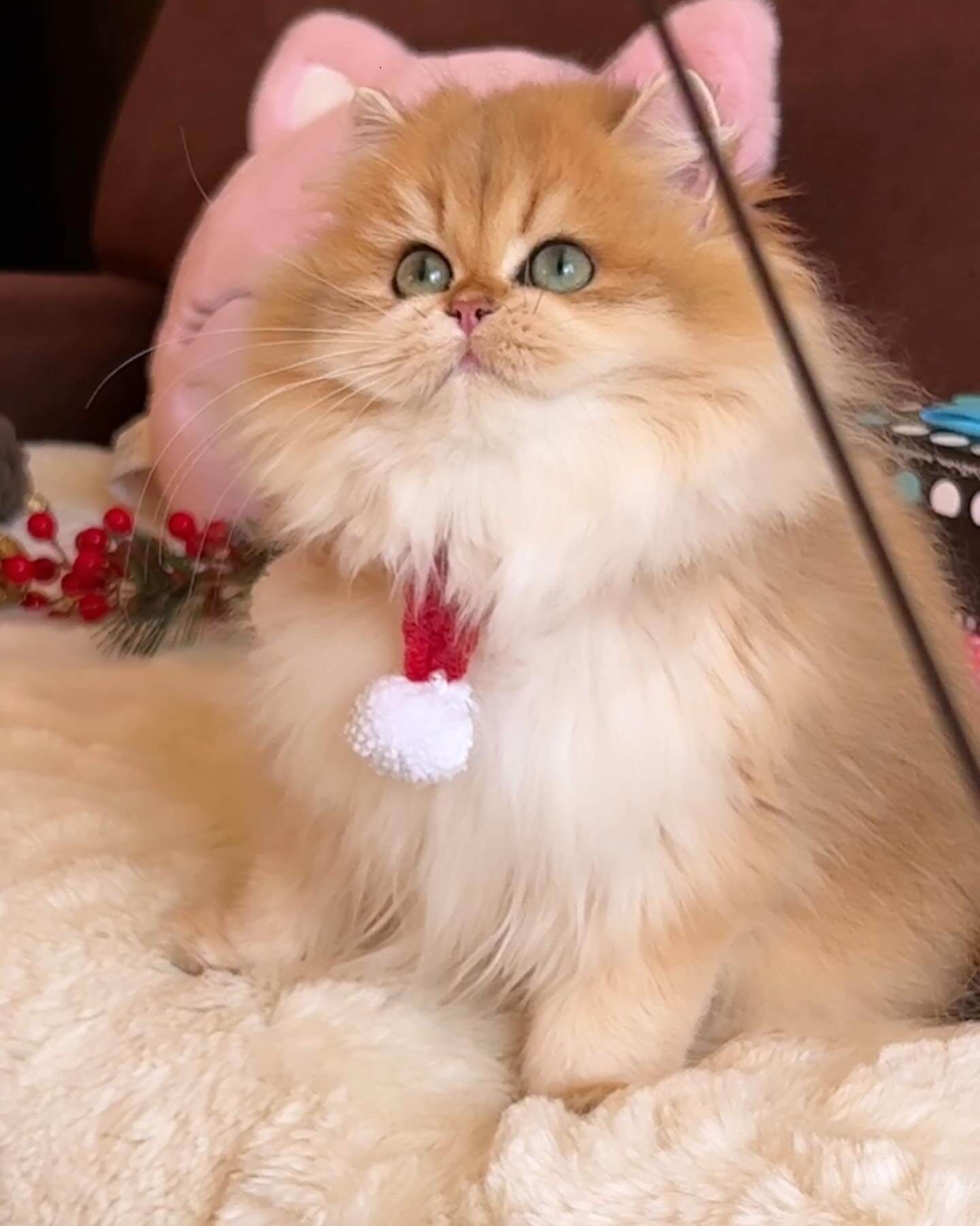 Golden shaded British Longhair ay11 kitten in Seattle — imported European lines, pedigree included