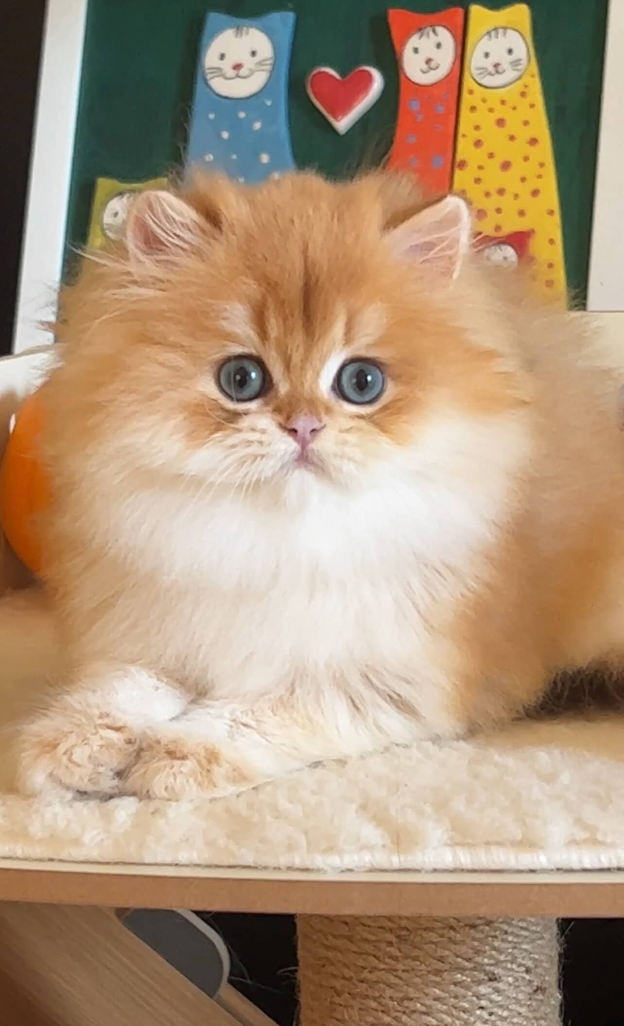 Blue golden British Longhair kitten ay12 in Los Angeles — WCF certified Fontenoy Cattery