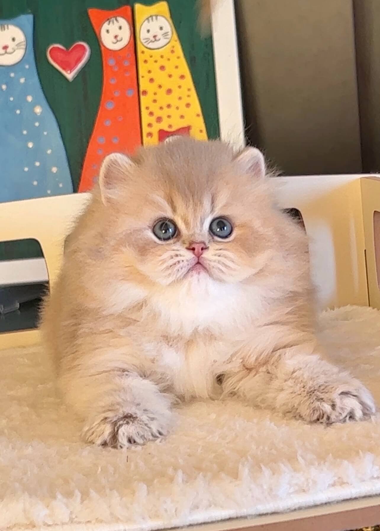 Lilac golden shell cy12 British Shorthair kitten in Chicago — rare Fontenoy color with pedigree