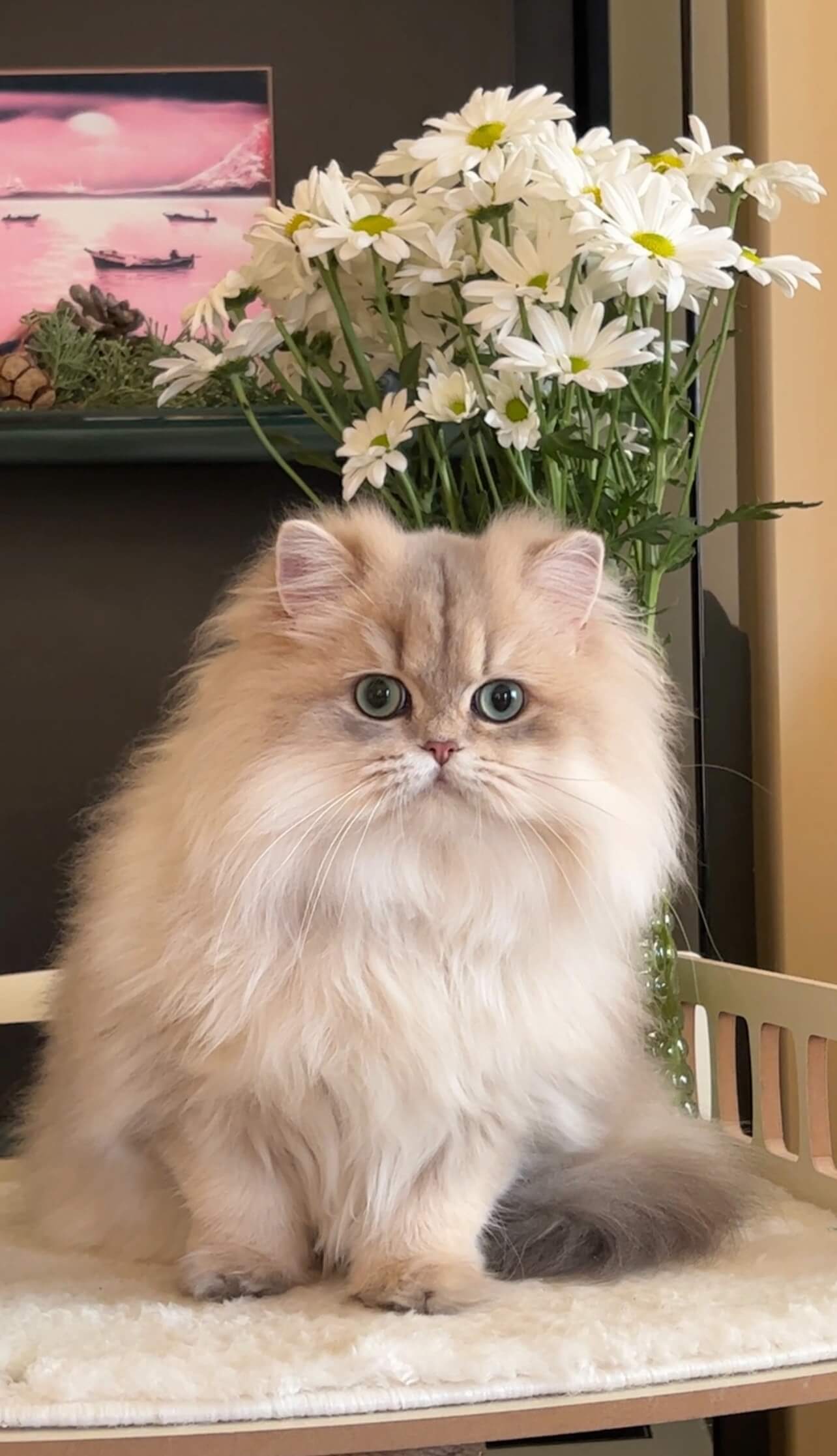 Golden chinchilla ny12 British Shorthair kitten in New York — available for USA families from WCF breeder