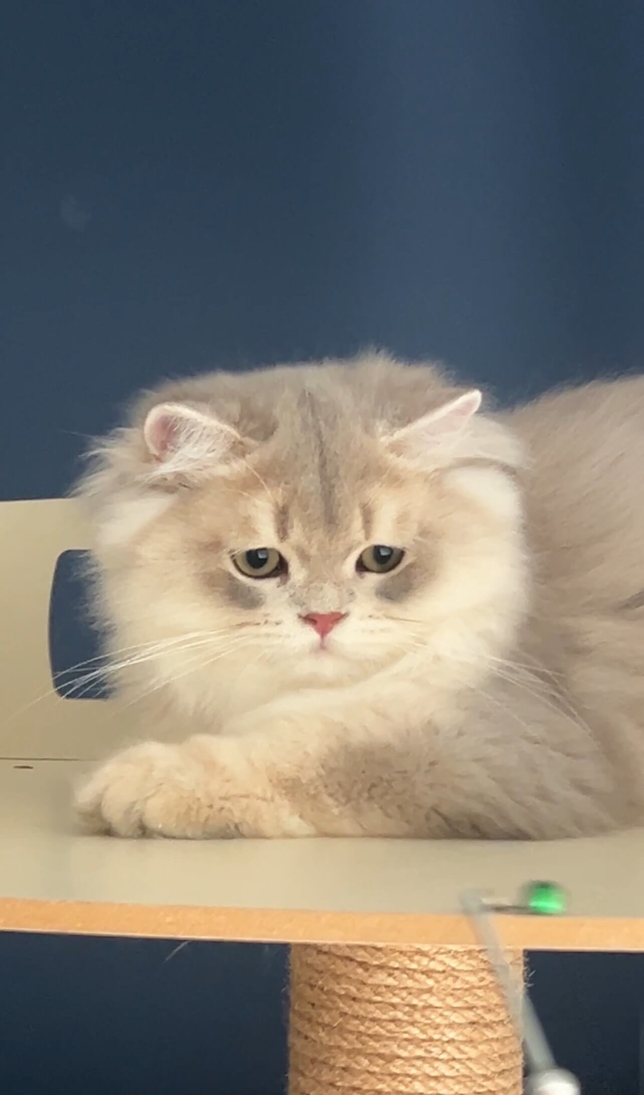 Available golden chinchilla British Shorthair kitten Bella