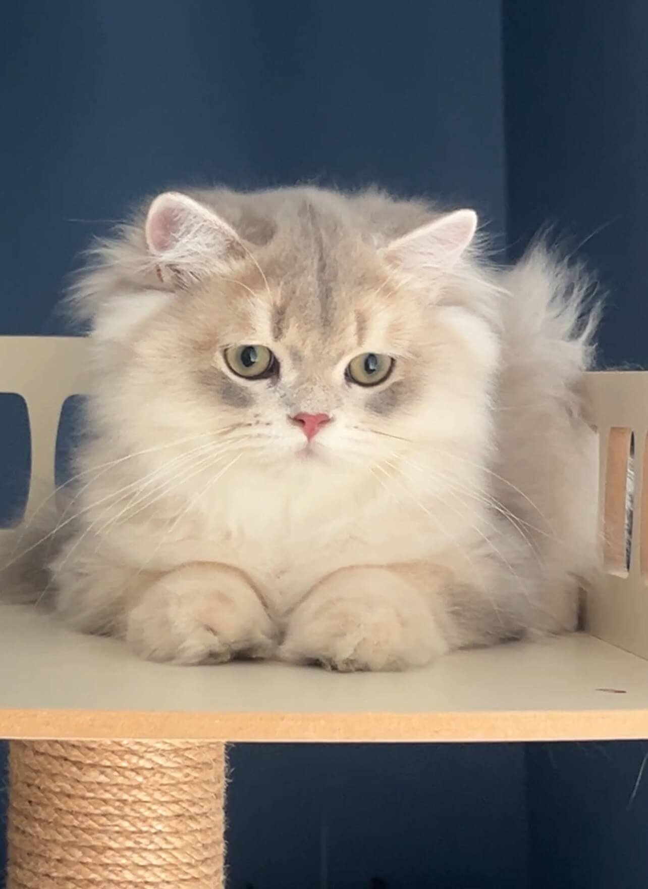 Kitten side pose