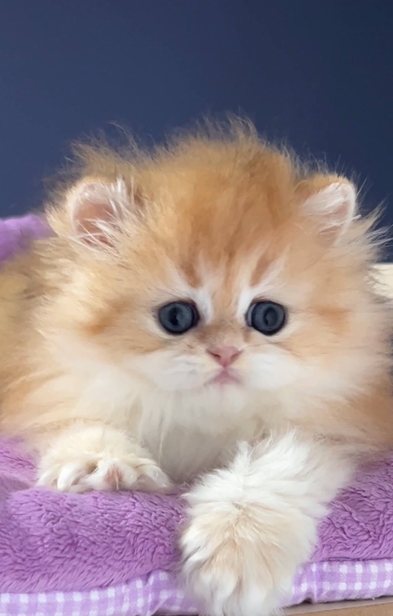 Leo — British longhair golden shell kitten