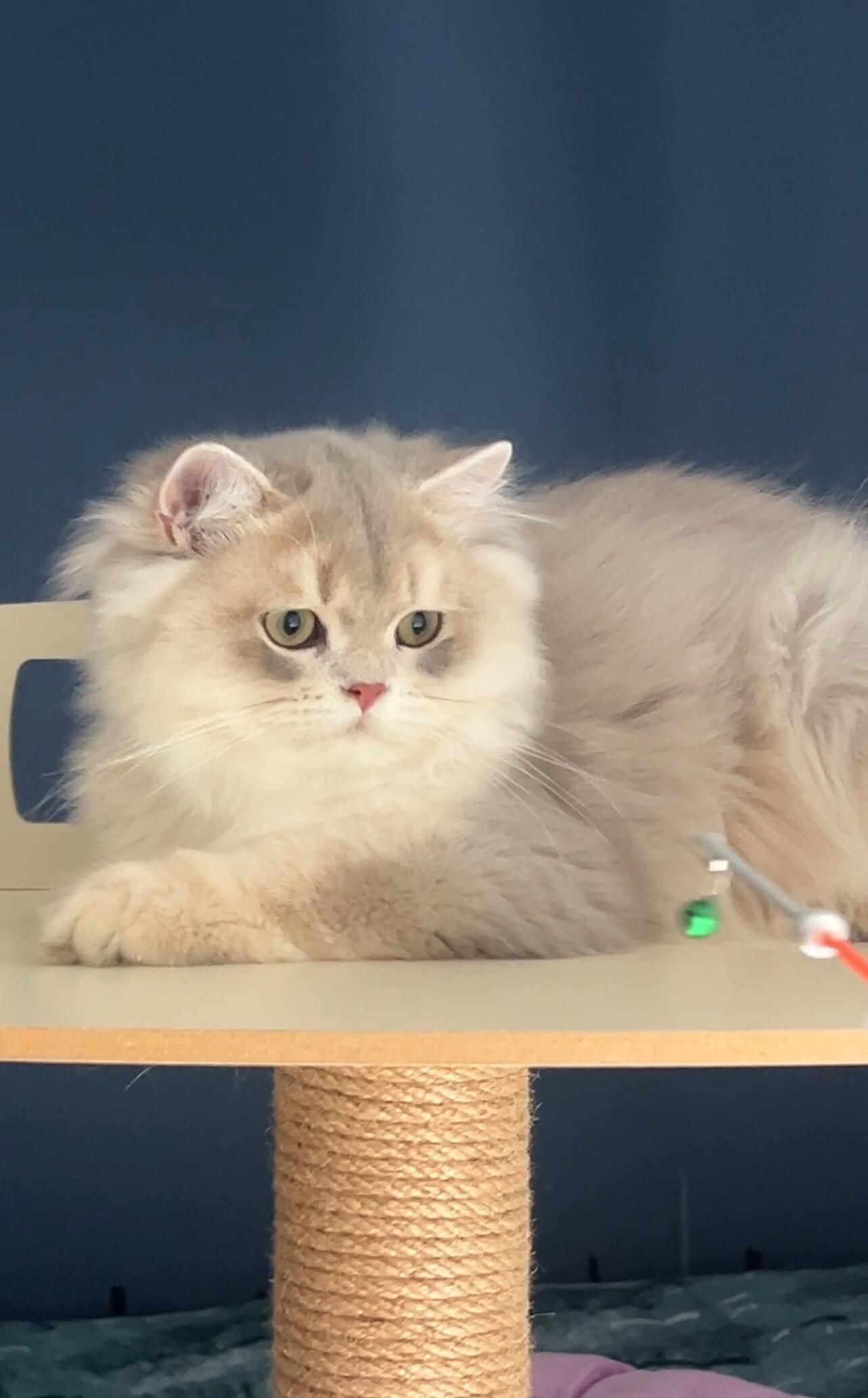 Kitten playing