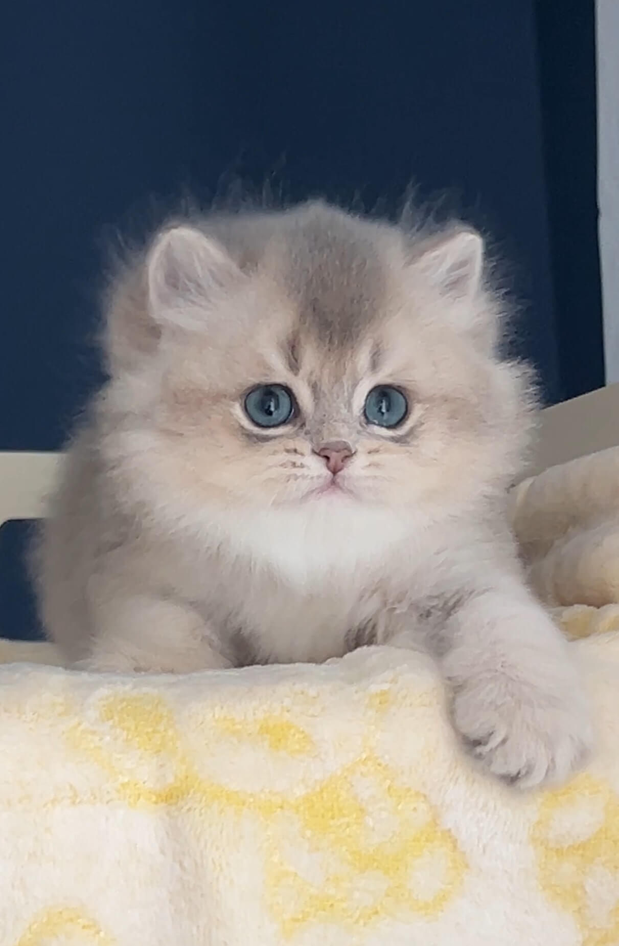 Teo — British longhair golden blue kitten