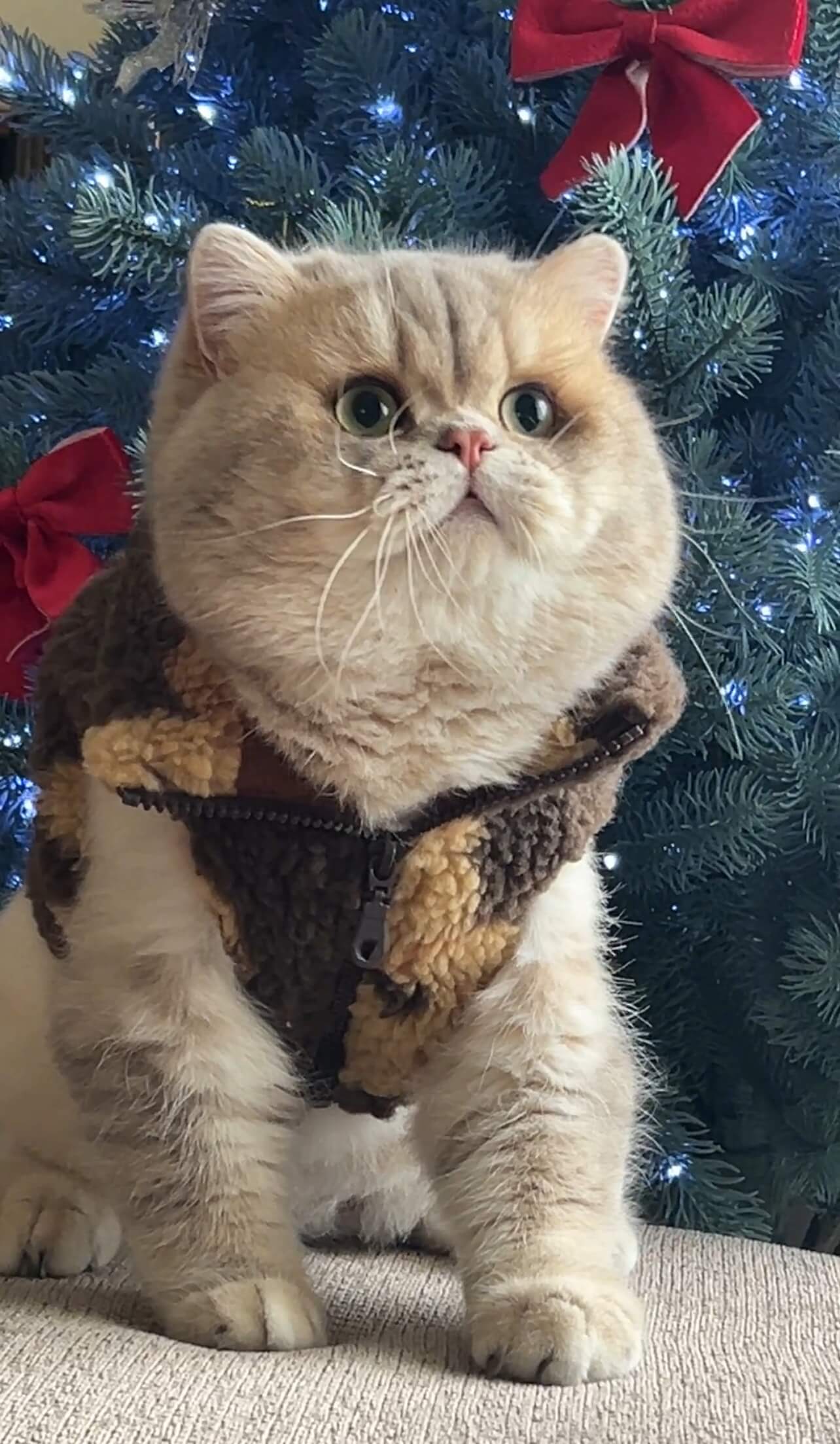 Simba photo 2