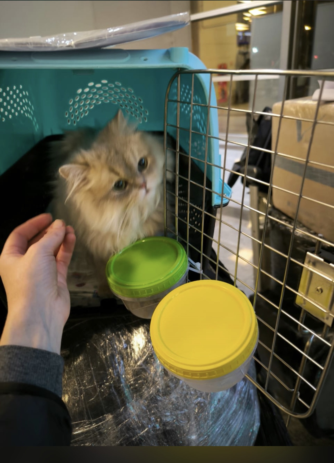 Owner with kitten